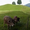 【改訂版】2012 スイスBD-1(birdy)サイクリングの旅（2日目-1：Schwyz→Brunnen）