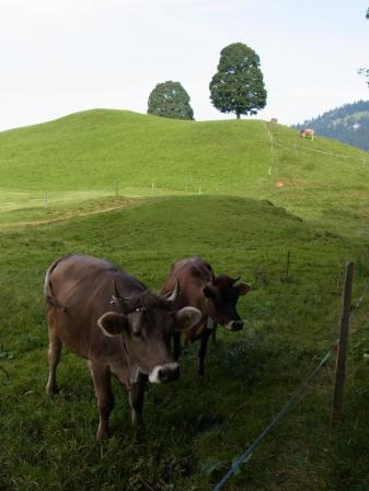 【改訂版】2012 スイスBD-1(birdy)サイクリングの旅（2日目-1：Schwyz→Brunnen）